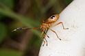 ZZ_ZZXYX_D7724_Z_91_North Stradbroke island_Australie